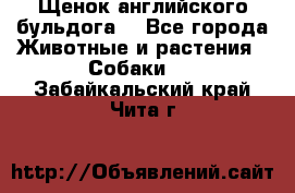 Щенок английского бульдога  - Все города Животные и растения » Собаки   . Забайкальский край,Чита г.